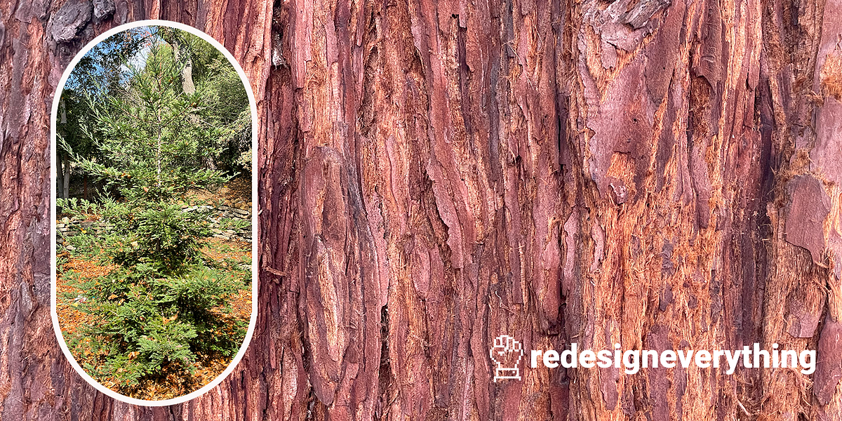 1jteh8j5tmeco ycaime1mg.png